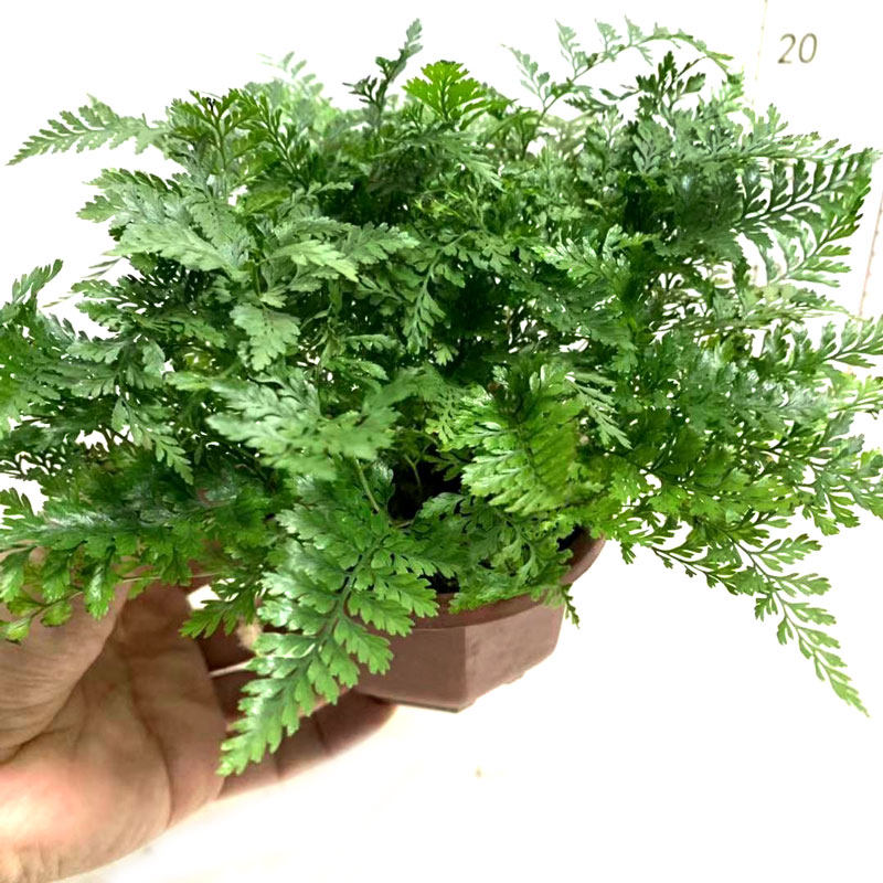 狼尾蕨盆栽兔脚蕨龙爪室内植物墙桌面办公净化空气吸甲醛四季常青