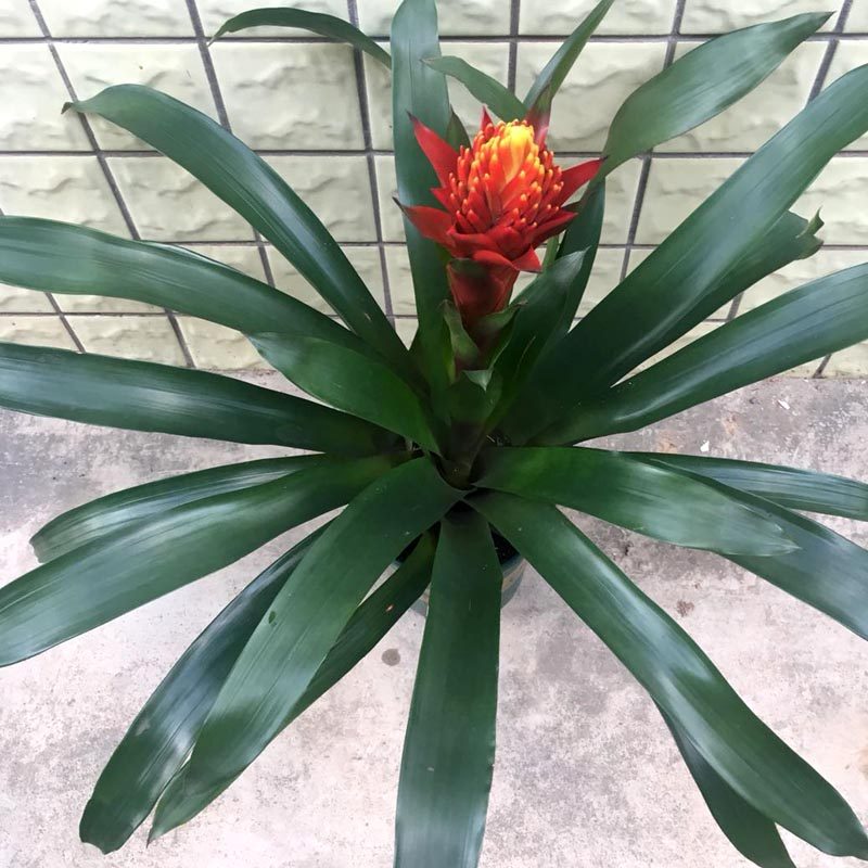 凤梨梨花盆栽火炬鸿运当头室内客厅办公前台观花时令草本花卉