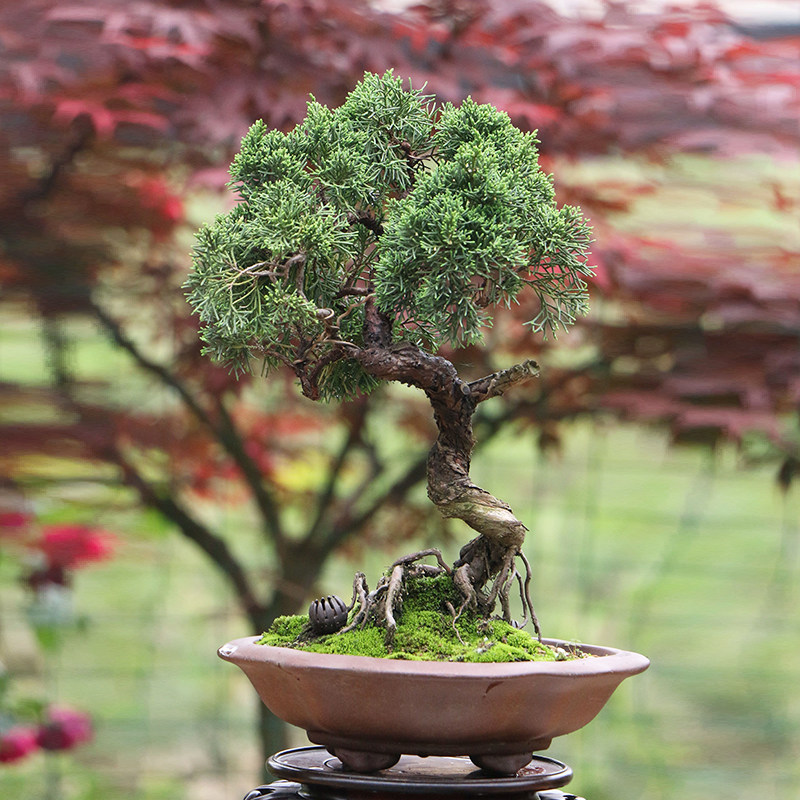 绿植真柏林苑盆栽大型盆景素材造型室内卧室绿植