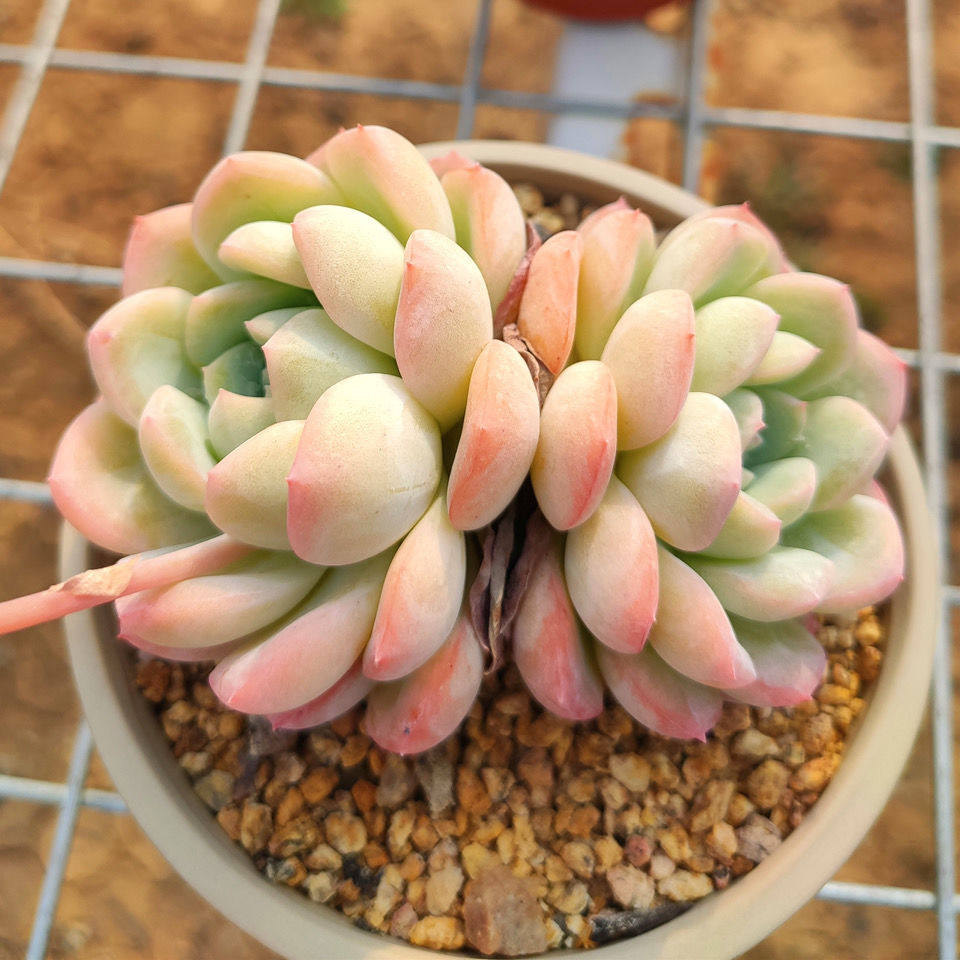 多肉厚叶奶油轰动植物草莓泡芙盆栽办公室室内多肉植物