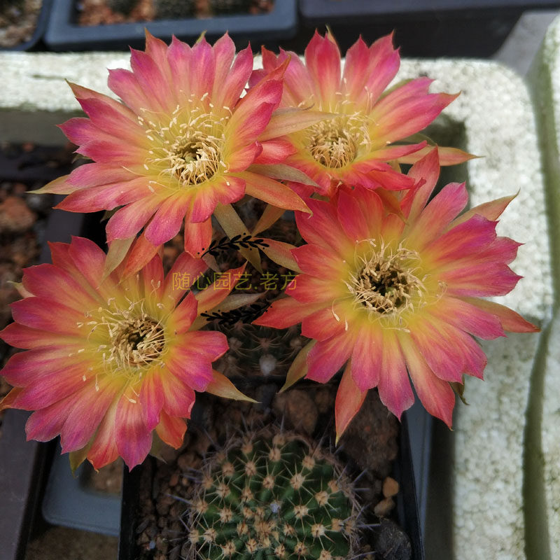 丽花日出龙之卵花色经典复色开花仙人多肉植物