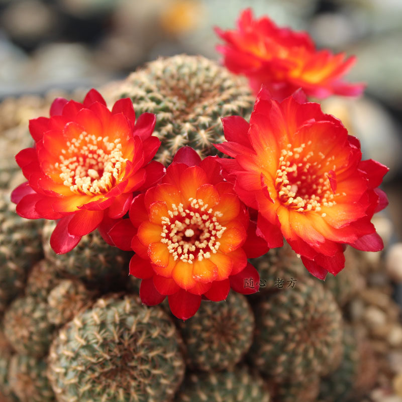 高端精品稀有开花仙人球沟宝山火焰色玛恩妮多肉植物