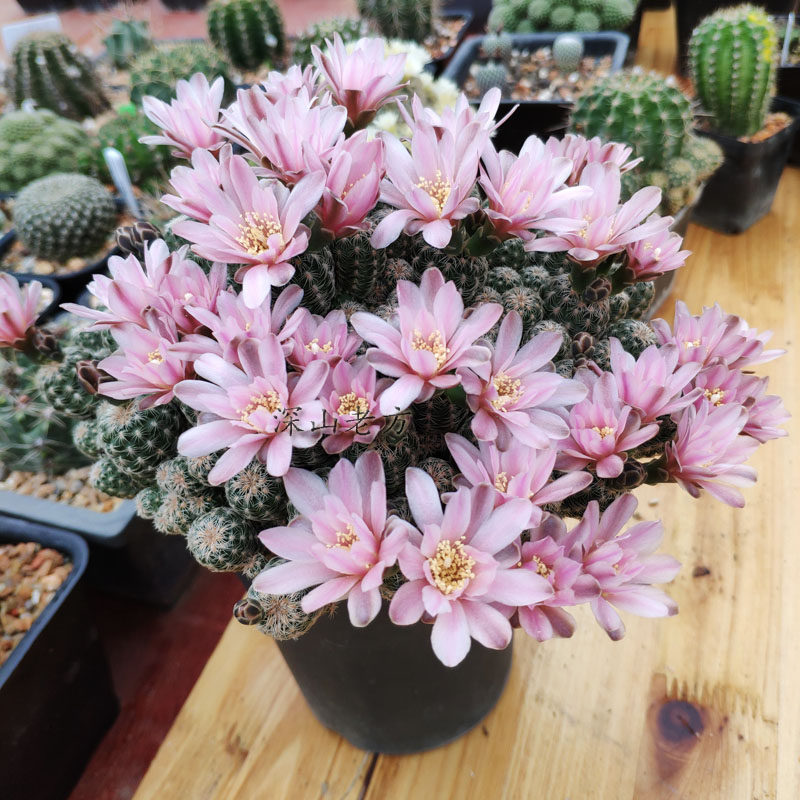 商品详情商品描述随心园艺老方仙人球裸鄂属罗星丸爱群生萝卜根2-3