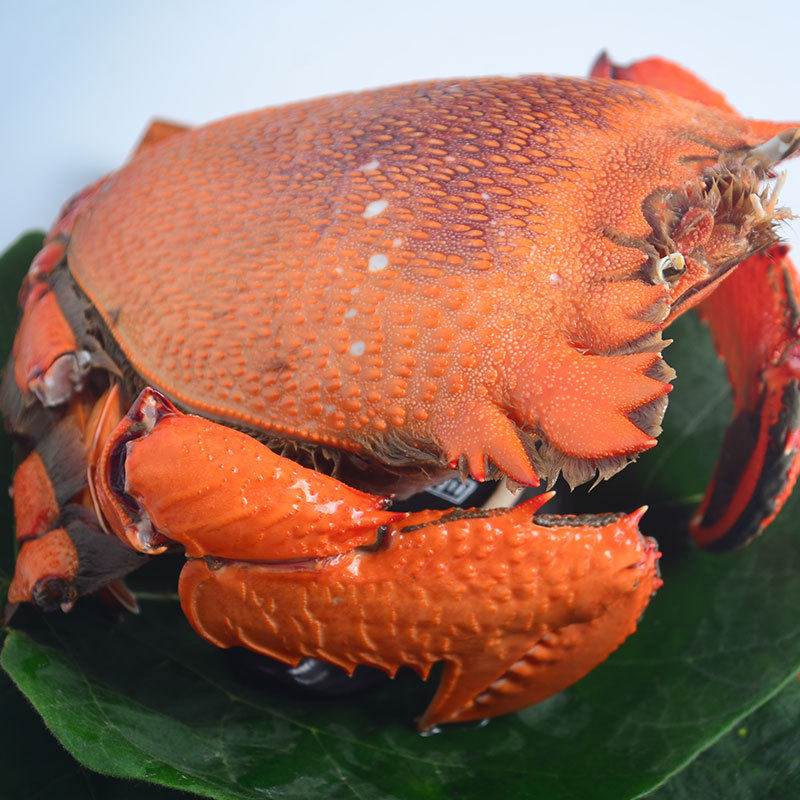 生猛澳洲老虎咖啡虎头贵妃旭蟹螃蟹120元帝王蟹