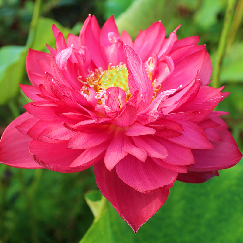 植物盆栽荷花丰花中型重瓣红色花卉朱笔观赏时令草本花卉