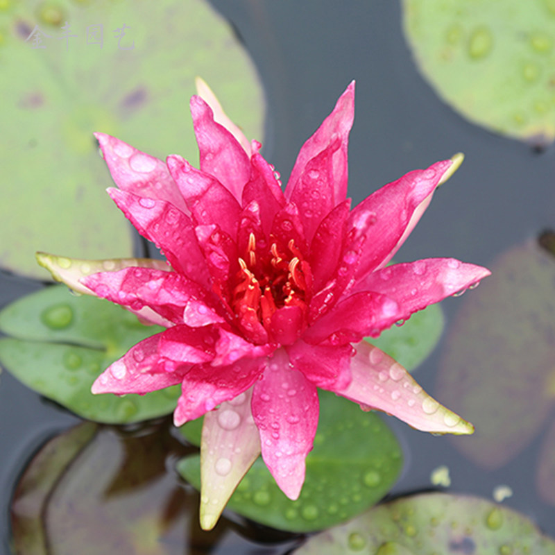 睡莲根块根茎红蜘蛛深红耐寒水培盆栽室内四季时令草本花卉