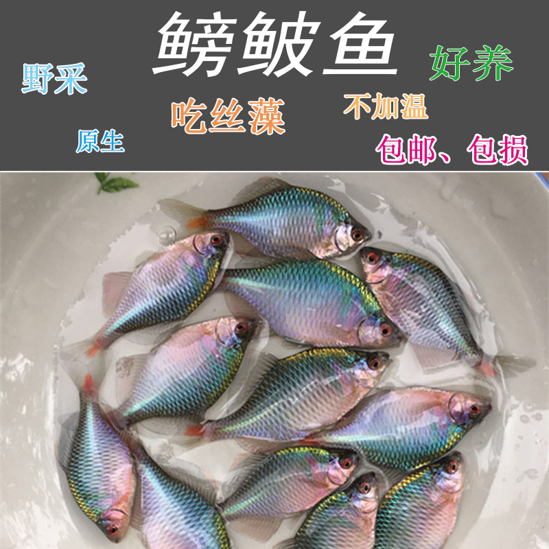 水域 :淡水颜色分类 :黑色 乳白色 白色 金丝灯10条 母鱼10条 精选发