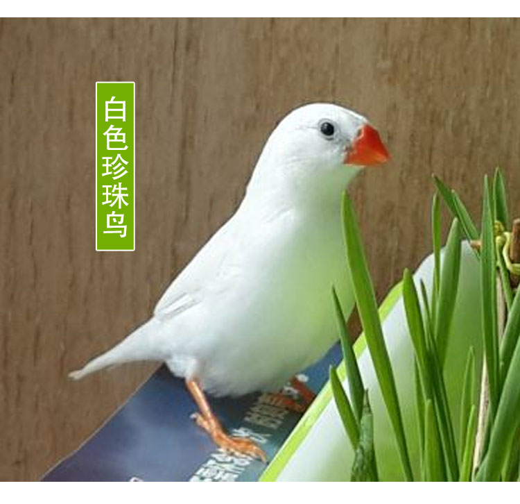 珍珠鸟活体白文灰文鸟白灰珍珠送鸟粮观赏宠物鸟活物手养珍珠一对