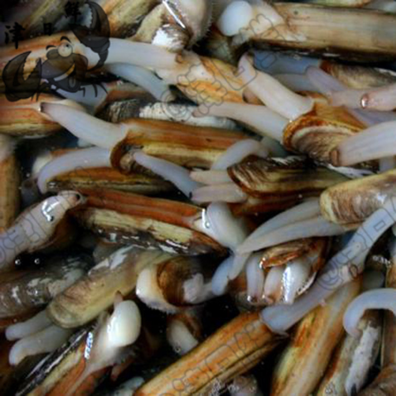 天津鲜活贝壳海兔嘛蛤黄蚬香螺生蚝同城海鲜蛏子