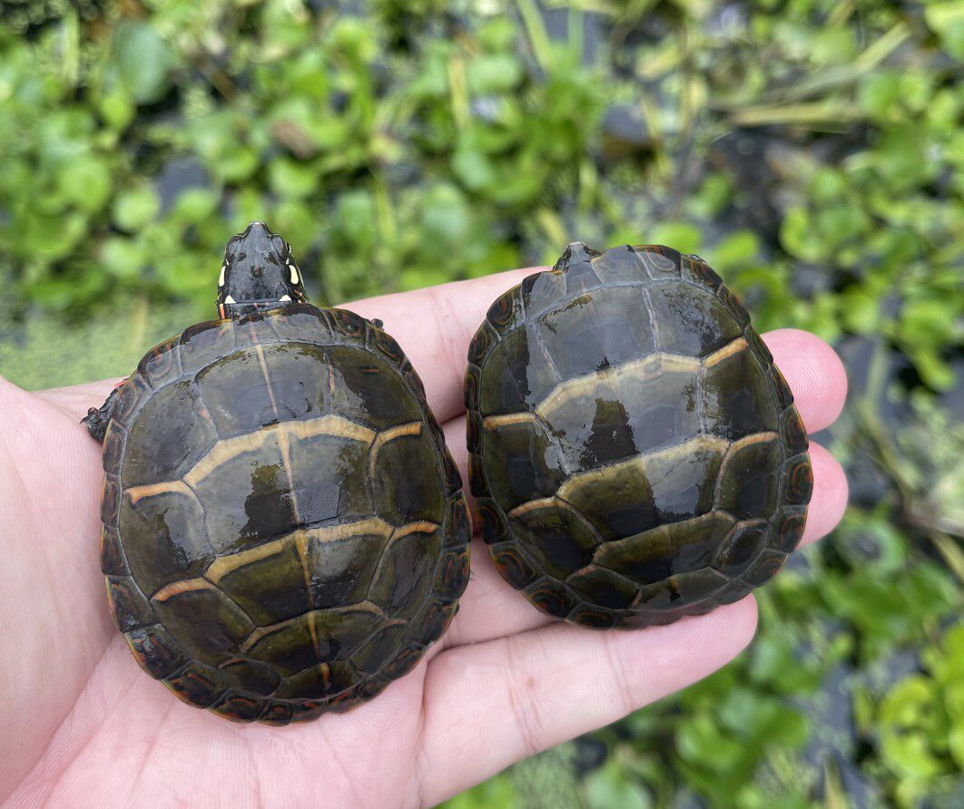 深水红色色彩纹纯东锦西锦吃粪宠物乌龟活物龟
