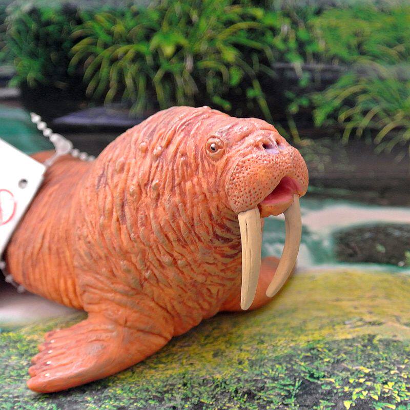 美国safari正品海洋生物模型海洋馆玩具海象欧美教具仿真