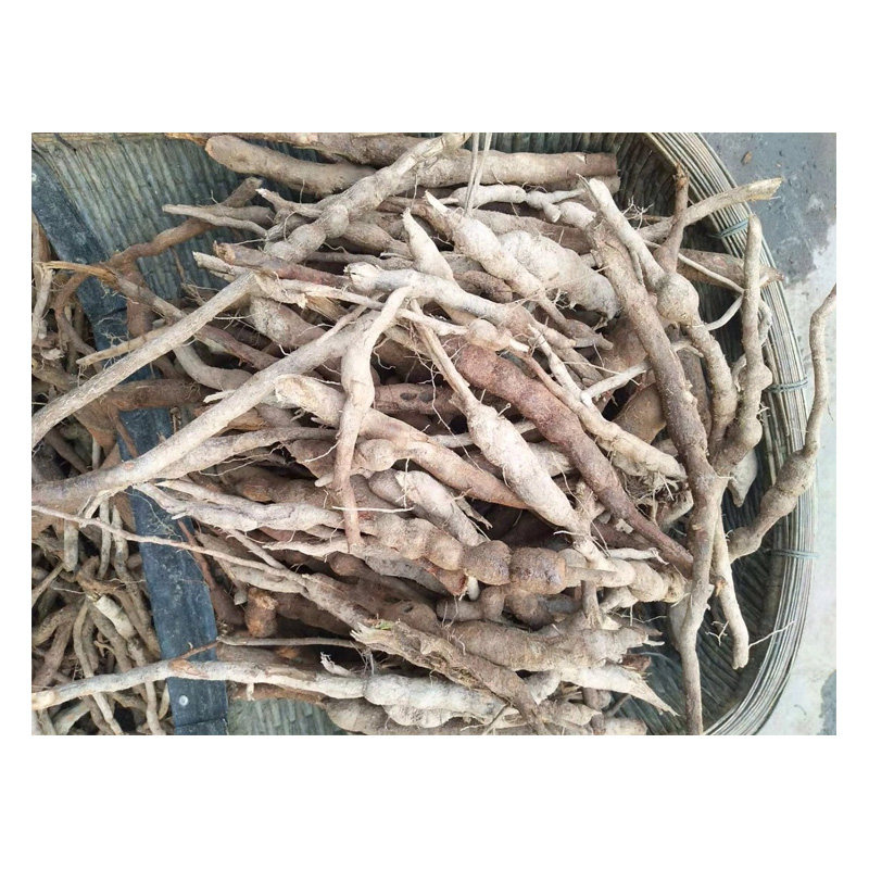 乌药正宗天台台乌500g中药材其他药食同源食品