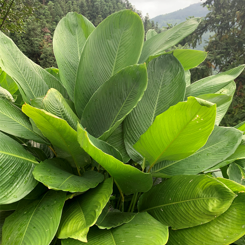 新鲜粽叶广西大粽叶现摘发货裹蒸粽柊叶非箬叶竹叶中叶大号送水草