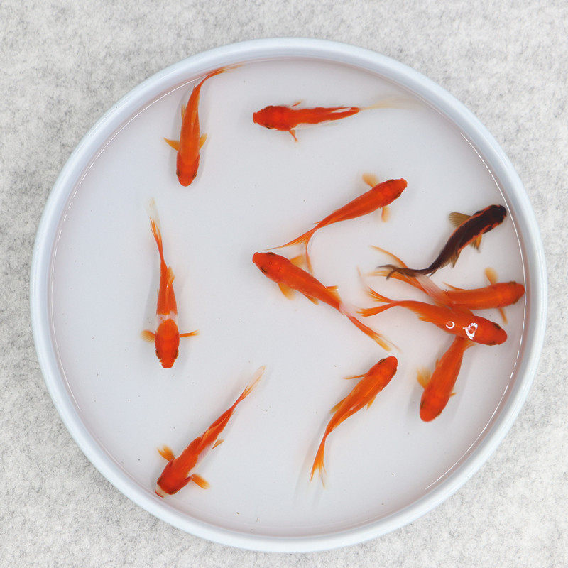 冷水观赏鱼草金鱼活体小红草好养耐活饲料鱼小金鱼小锦鲫鱼苗包邮