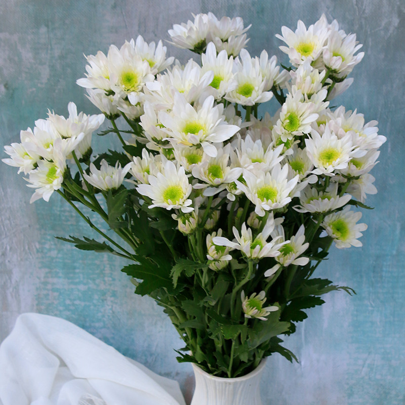云南鲜花卉多头小菊花小雏菊纽扣菊零售水养家用办公室瓶插花空运