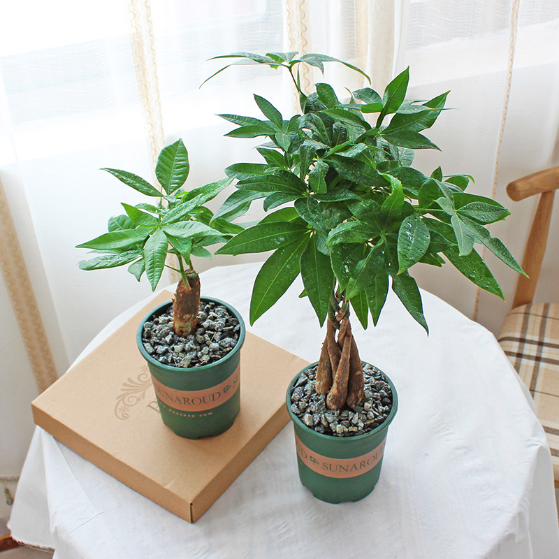 发财树盆栽小盆盆景客厅办公办公室室内绿植摇钱树绿植