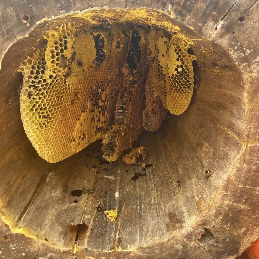 93包邮云南德宏2021年优质米团花蜜黑蜜树洞蜜中蜂