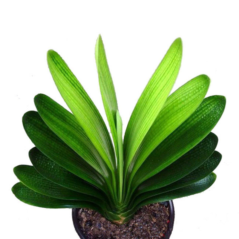 长春蜡膜麻脸短叶立板大桥油匠技师君子兰黄技师时令草本花卉