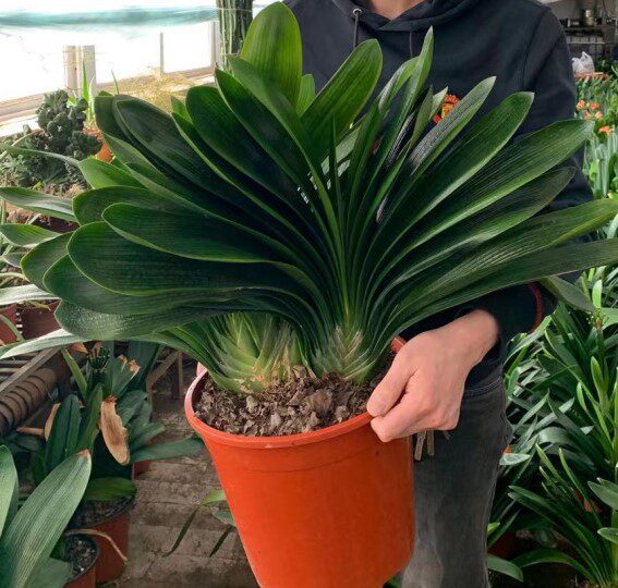 群兰精品当年开花多头长春君子兰独根一体彩兰群时令草本花卉