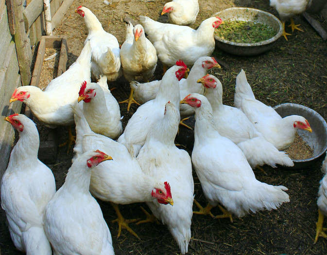 蛋鸡活体成年年下白羽鸡蛋美国国产蛋王鸡药整鸡