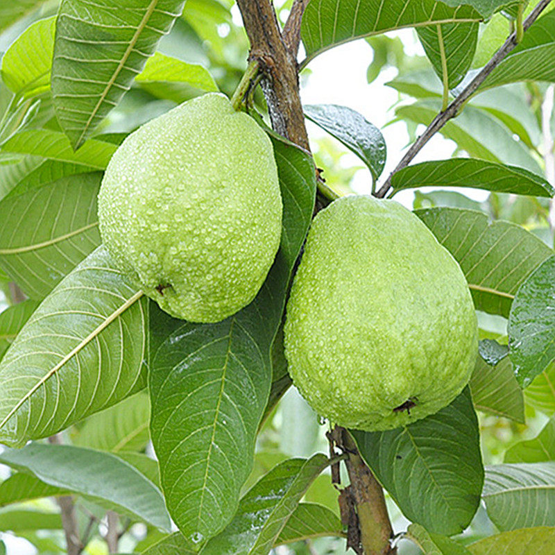 果苗番石榴红心西瓜芭乐四季南方阳台盆栽种植果树