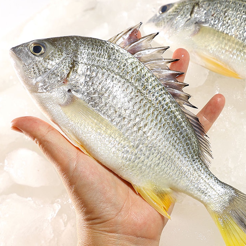 新鲜黄翅鱼海鲜水产生猛生鲜当天捕捞黄赤鱼黄鳍鲷其它
