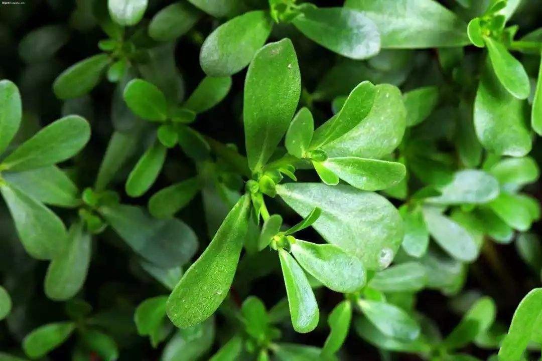 新鲜马齿苋干马齿菜野菜老鼠马蜂土特产五行行草其它