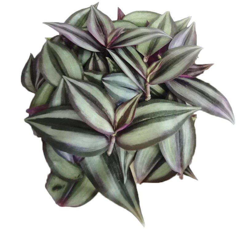 水龟草鲜品油虫草肾草肌酐水竹蟑螂草胶草药绿植