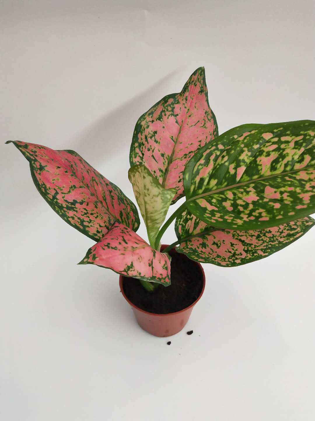 如意彩皇后盆栽粗肋草植物观叶花卉观花室内室外办公室29包邮