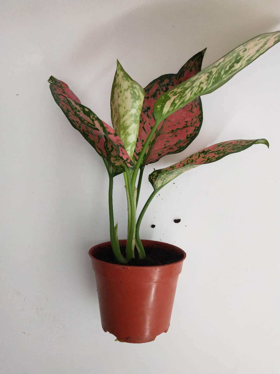 如意彩皇后盆栽粗肋草植物观叶花卉观花室内室外办公室29包邮