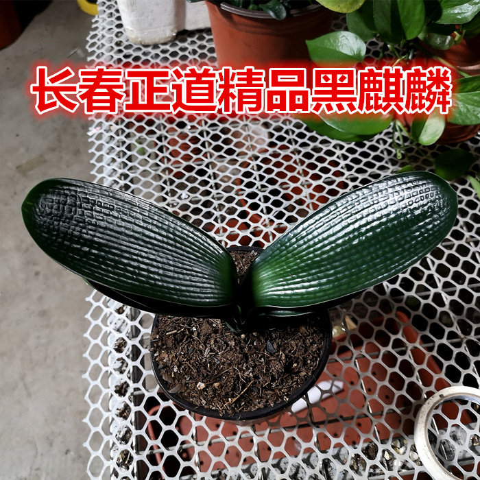 长春正道精品君子兰国宝级黑麒麟宽叶麻脸坑纹油匠绿植