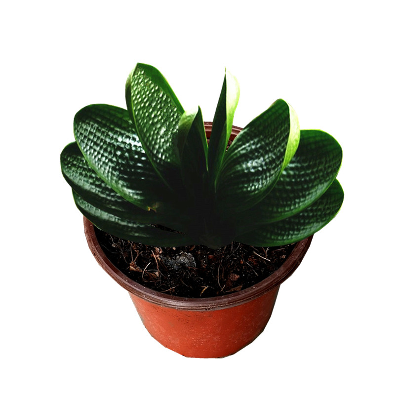 长春国宝级君子兰盆栽虎头珍珠宽叶圆和尚短叶麻脸绿植
