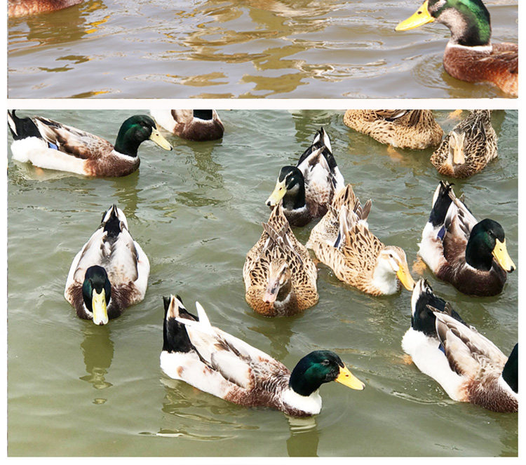 原生态湿地放养土鸭新鲜现杀农家散养湿地蚬鸭