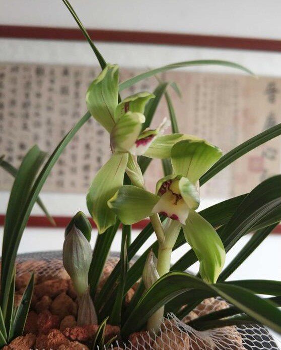 金富贵 兰花 春兰 绿植花卉盆栽 好养易花客厅茶几 35元/苗