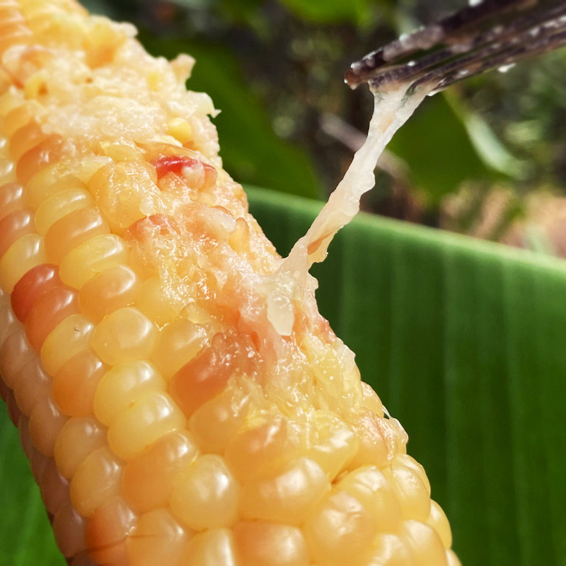 傣家糯包谷 云南西双版 纳特产小糯玉米老品种香甜软糯新鲜散装 3斤