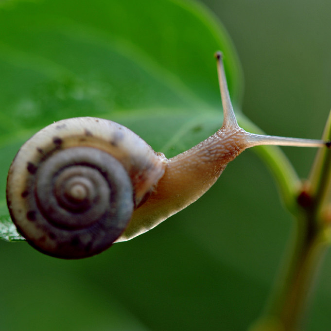 蜗牛学生教学专用宠物白玉野生灰巴巨型活体螺