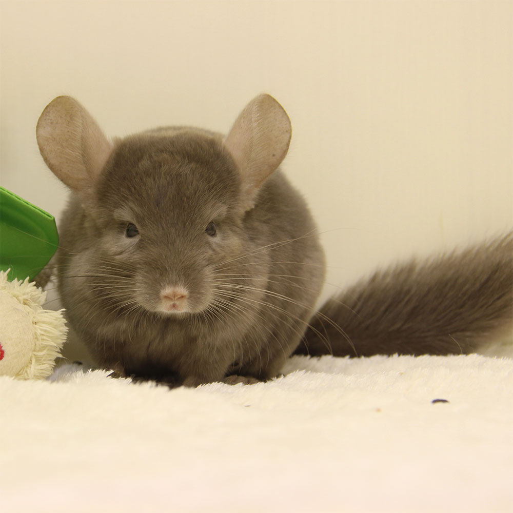 实物拍摄龙猫实体店 中咖龙猫宝宝 龙猫幼崽活物(在售)