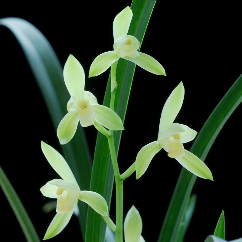 兰草龙岩素兰花盆栽植物名贵建兰素心浓香香兰花卉