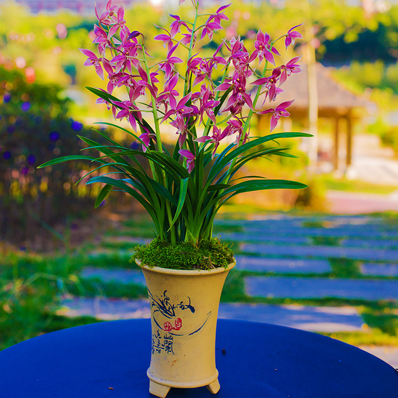 【签到可抵】兰花盆栽国庆红植物名贵兰草