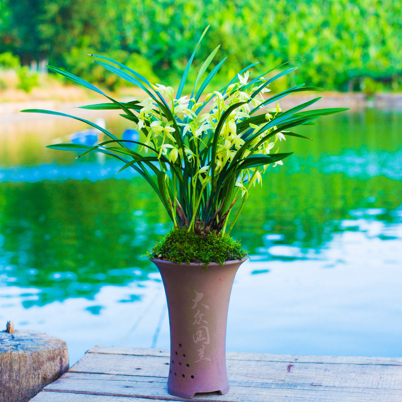 兰草龙岩素兰花盆栽植物名贵建兰素心浓香香兰花卉