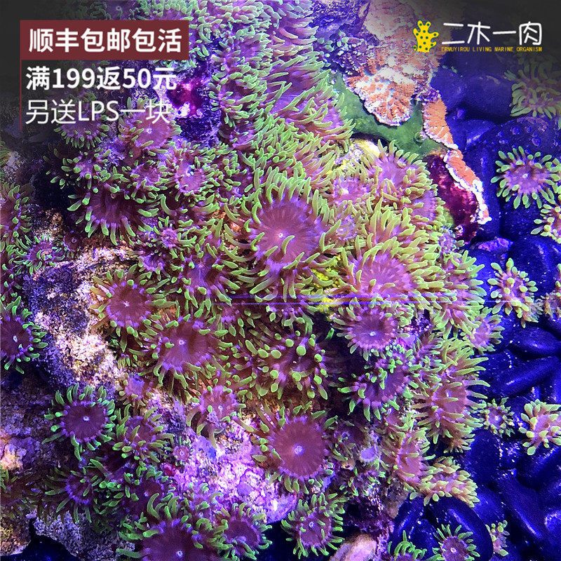 海葵马伽侬小海马家荧光绿海纽扣活体软体lps其它水族宠物