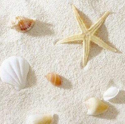 沙贝贝壳鱼缸造景菲律宾珊瑚三湖慈鲷白沙乌龟造景