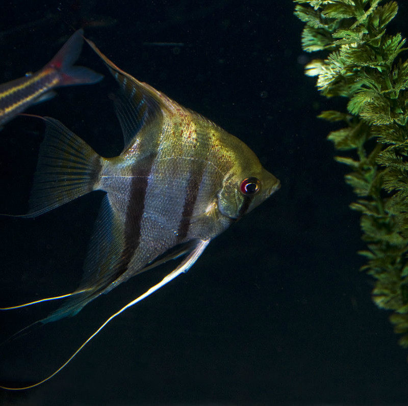 仙鱼神仙活体斑马花神小型热带鱼观赏鱼淡水燕鱼鱼