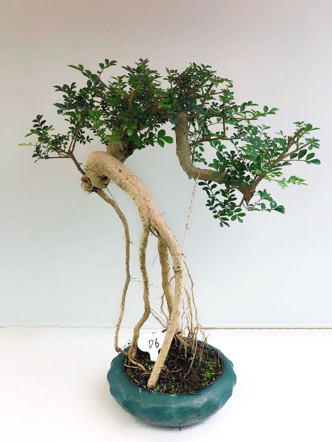 白蜡盆景老树树桩精品造型室内绿植办公室阳台绿植