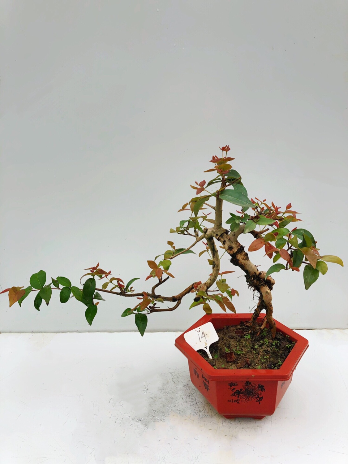 提根巴西红果盆栽日式盆景吉祥果精品造型灯笼果绿植