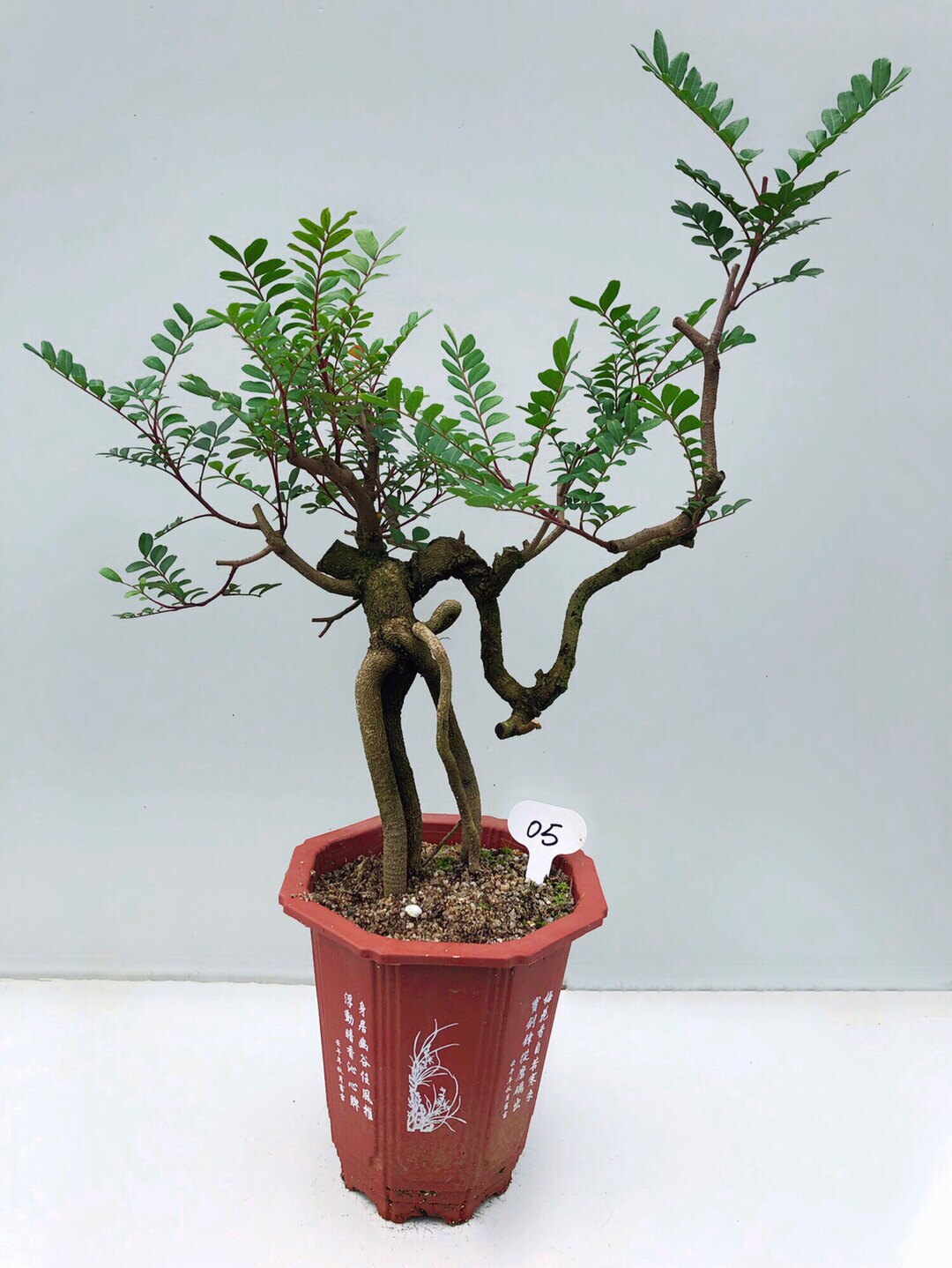 正宗红芽清香木老桩 四季常青 家居清香型 提神驱蚊 四季红芽_双氙车