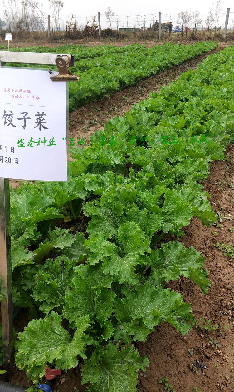 新款豫艺种业香叶饺子菜种子 好吃好种不易生虫 西瓜视频同款包邮