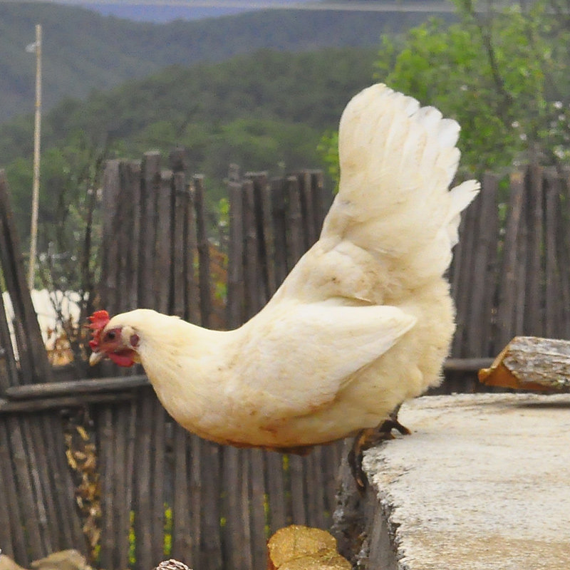 整只云南高原放养3年老藏土鸡公母鸡正宗尼西农家散养走地笨土鸡