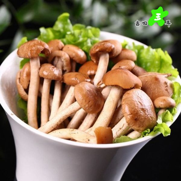 精选鲜茶树菇250克去根新鲜菌菇蔬菜非干货配菜煲汤提鲜火锅食材