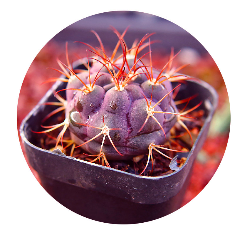 紫玉仙人球多植物组合办公室内花卉多肉植物